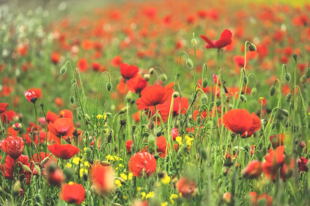 Red Corn Poppy Blooms Green Stems Petals
