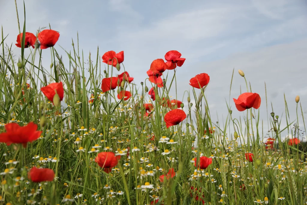 Red Corn Poppy Blooms Petals Green Stems Blue Sky