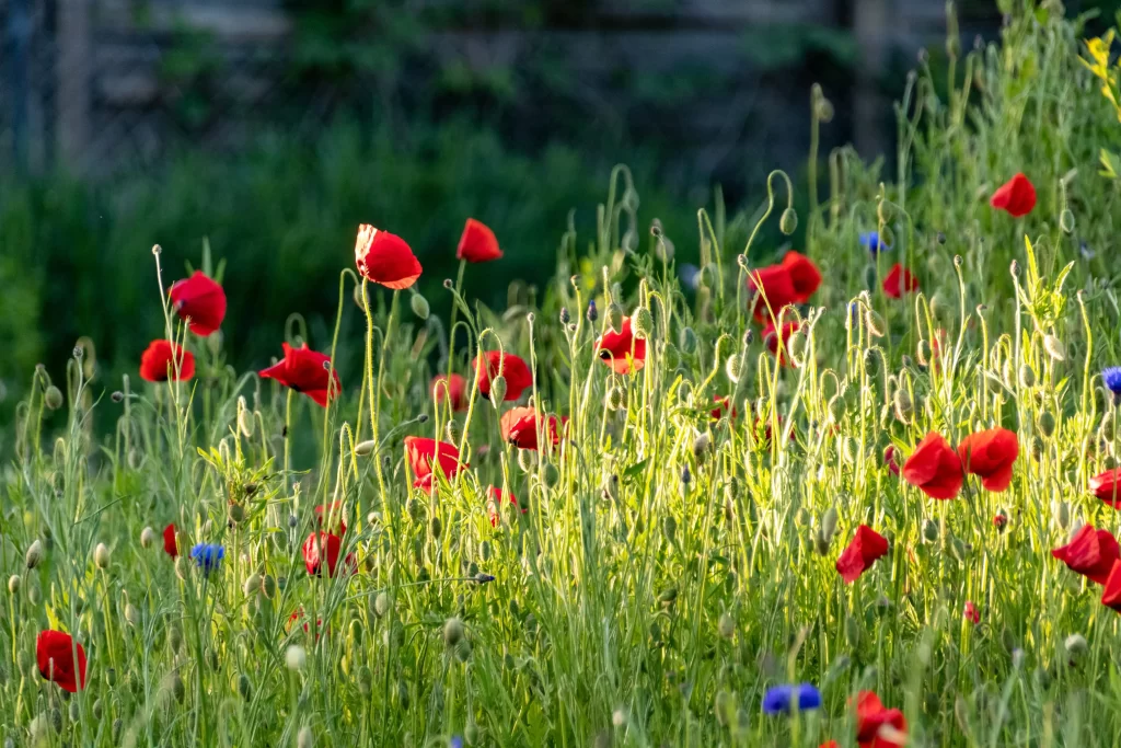 Red Corn Poppy Blooms Petals Green Stems