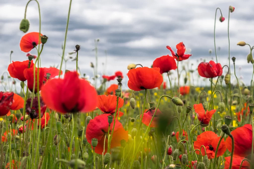 Red Corn Poppy Blooms Petals Green Stems Cloudy Sky