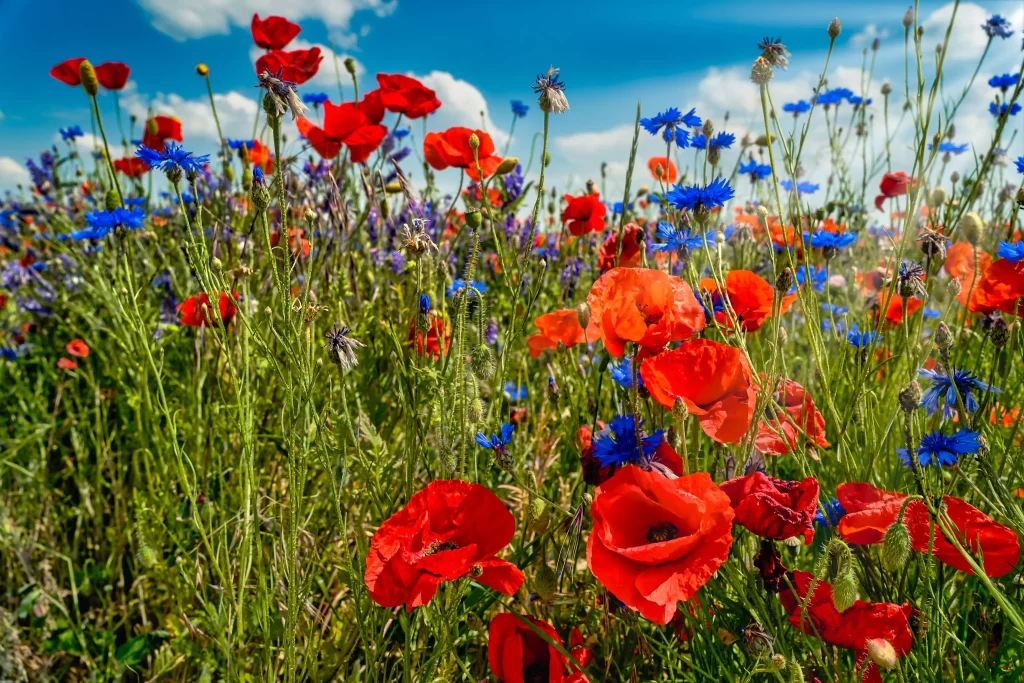 Red Corn Poppy Blue Cornflower Green Stems Bright Sky
