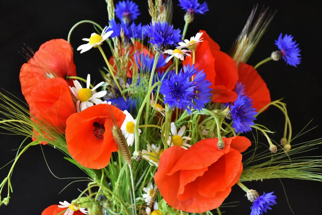 Red Corn Poppy Blue Cornflower White Daisies Green Stalks