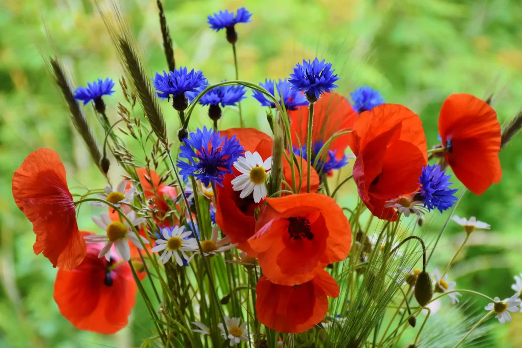 Red Corn Poppy Blue Cornflower White Daisies Green Stems