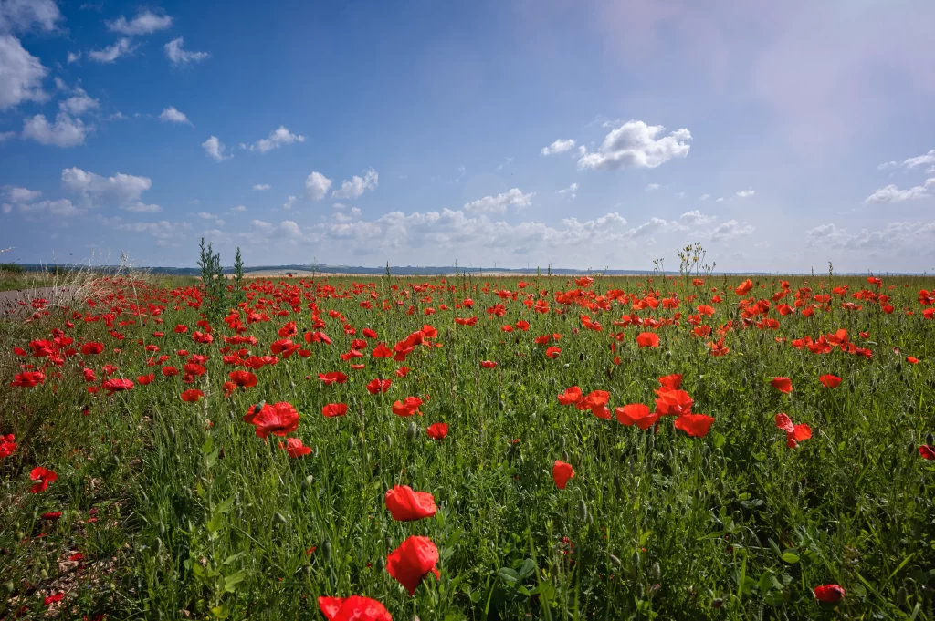 Red Corn Poppy Bright Blooms Field Greenery