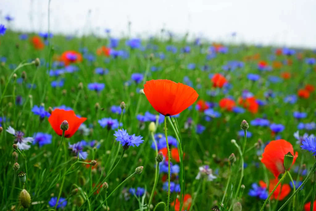 Red Corn Poppy Bright Green Stems Blue Flowers