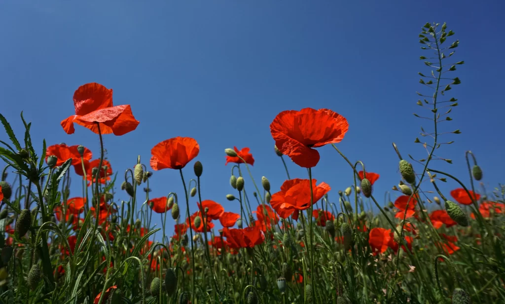 Red Corn Poppy Bright Petals Clear Sky
