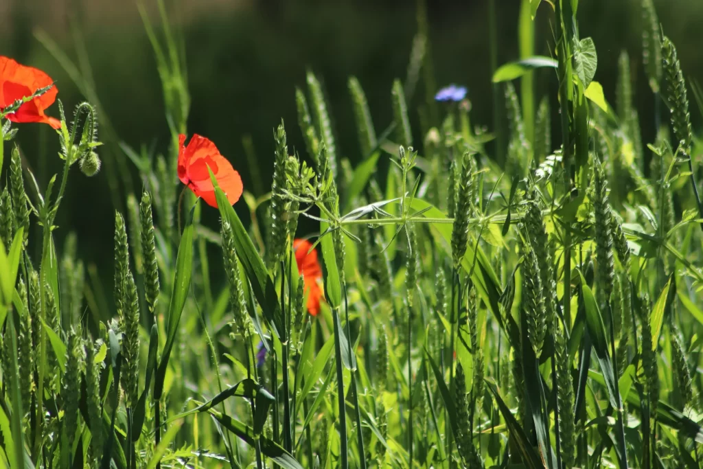 Red Corn Poppy Bright Petals Greenery Sunlit