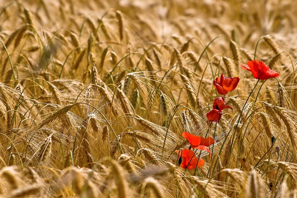Red Corn Poppy Bright Petals Wheat warm Field