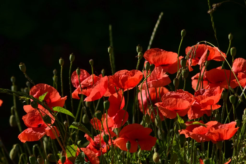 Red Corn Poppy Bright Petals Green Stems