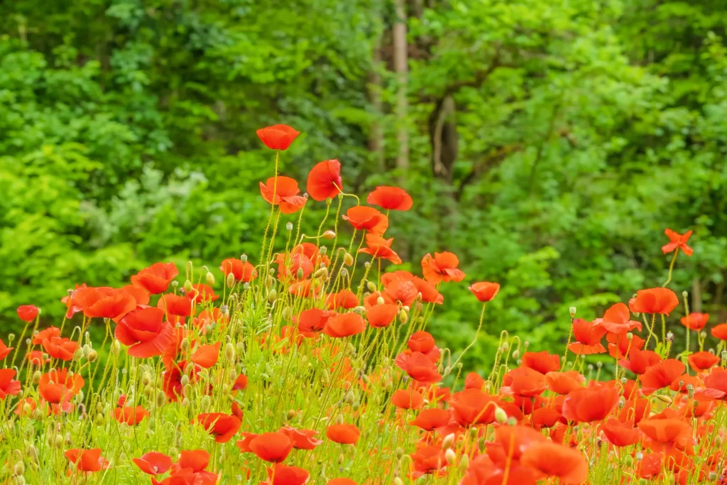 Red Corn Poppy Bright Petals Green Foliage