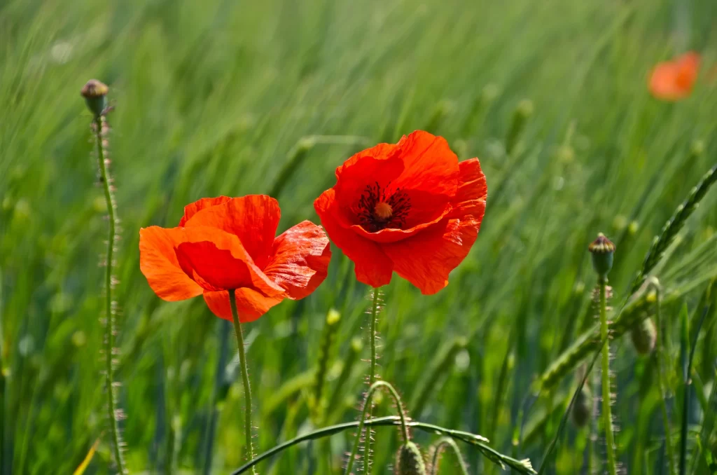 Red Corn Poppy Bright Petals Green Field