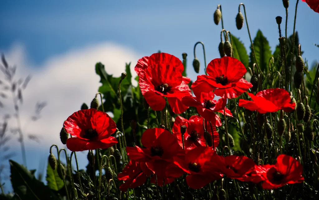 Red Corn Poppy Bright Petals Green Leaves Blue Sky