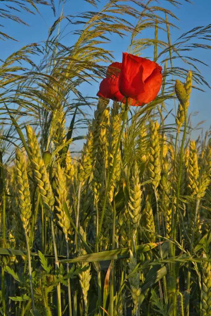 Red Corn Poppy Bright Petals Wheat warm Field