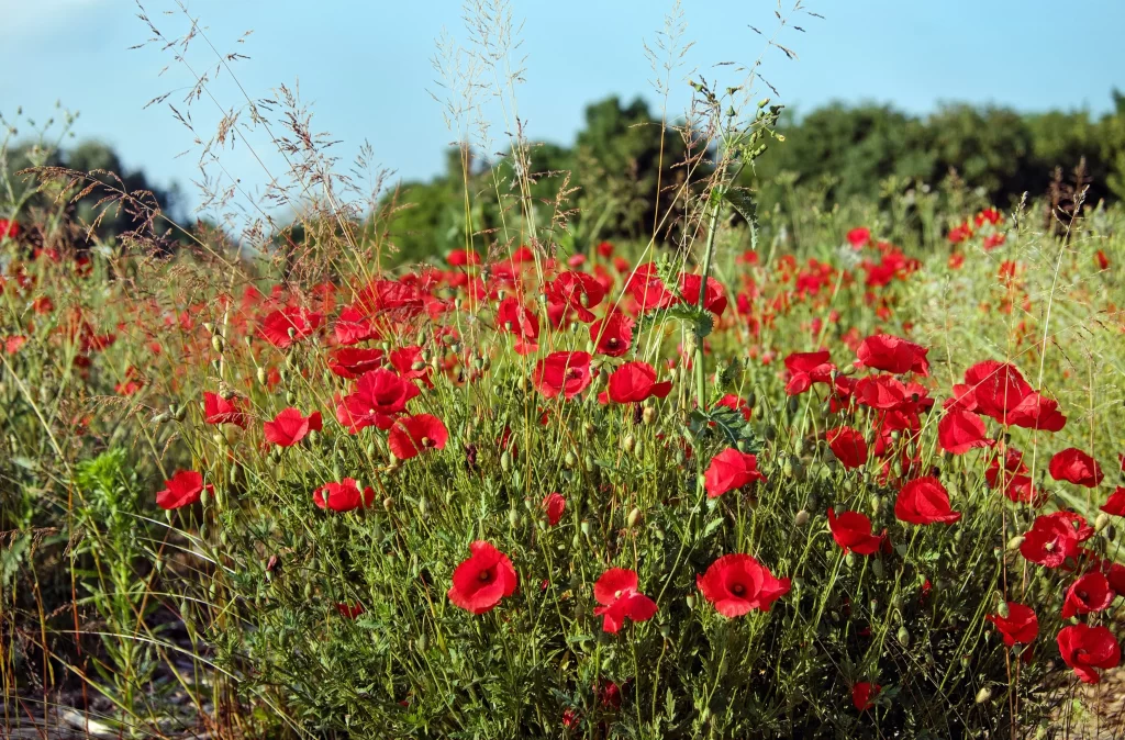 Red Corn Poppy Bright Petals Field Greenery