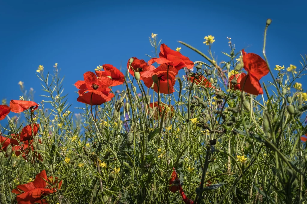 Red Corn Poppy Bright Petals Clear Blue Sky
