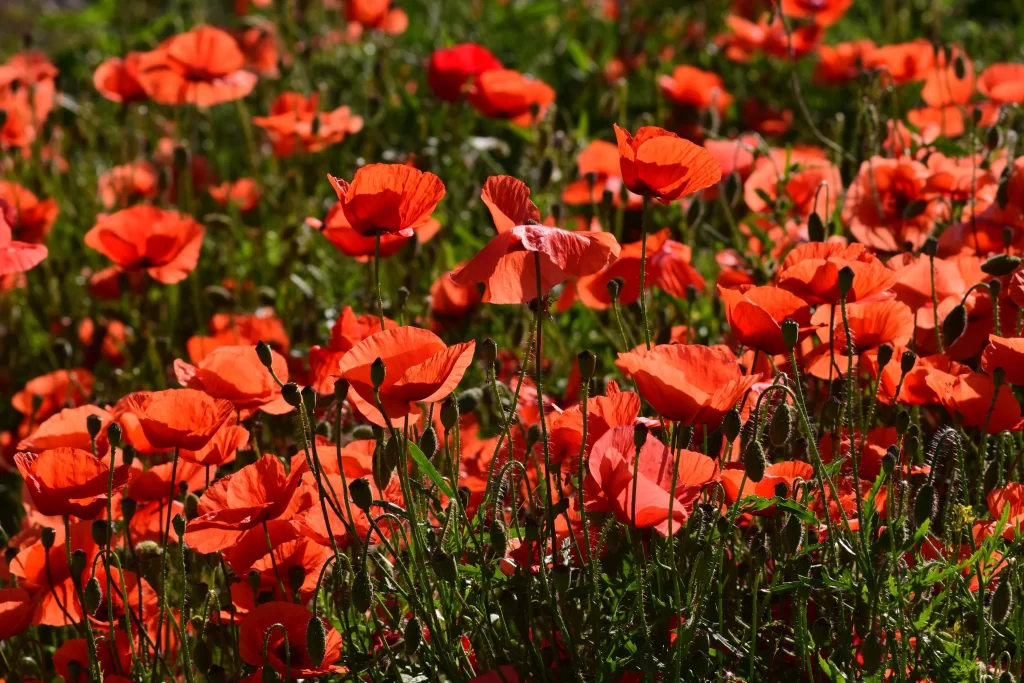 Red Corn Poppy Bright Petals Green Stems Dense