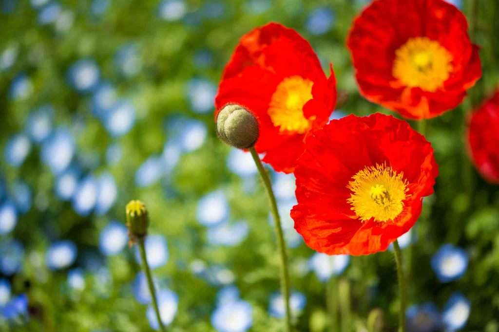 Red Corn Poppy Bright Yellow Center Petals Green Stems