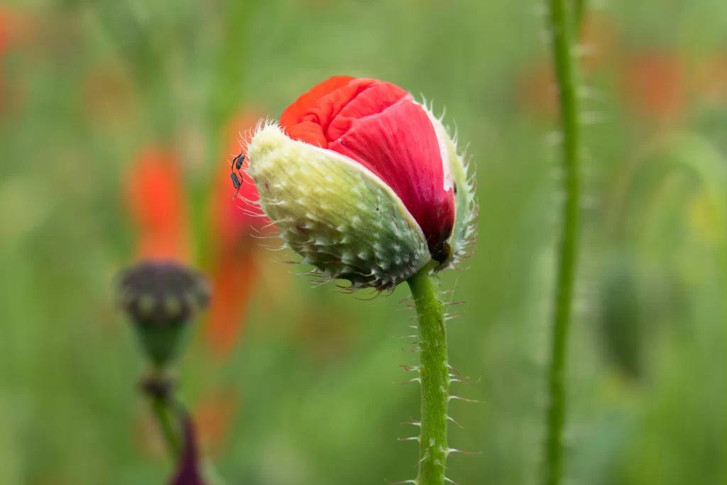Red Corn Poppy Bud Green Stalk Thorny