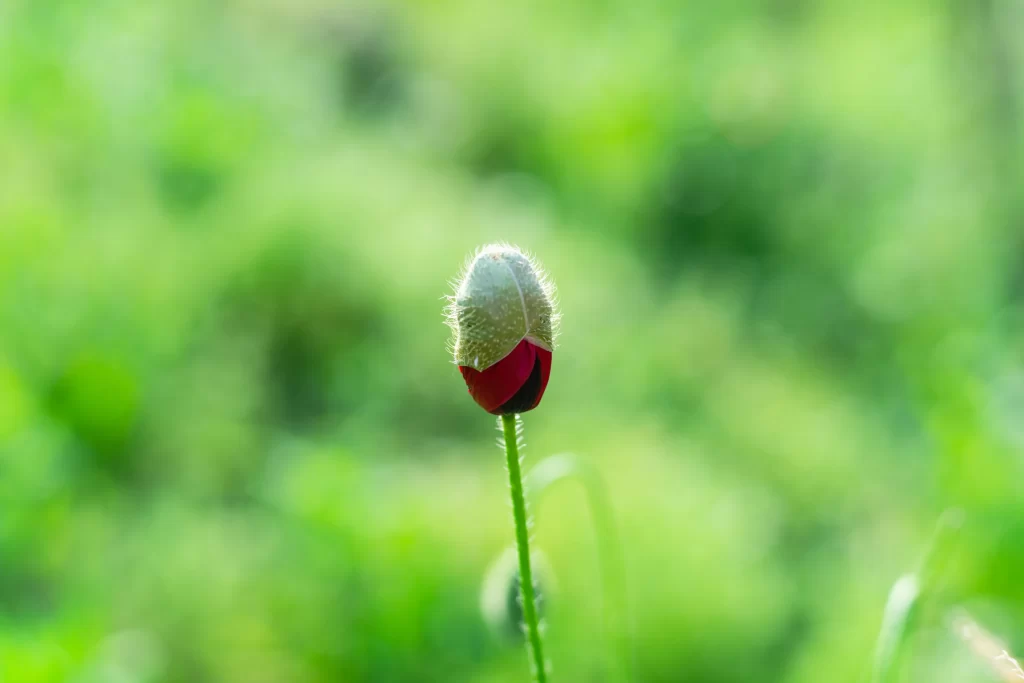 Red Corn Poppy Bud Green warm Grass
