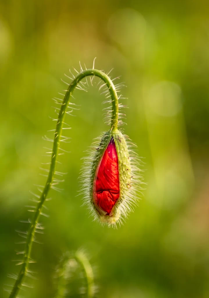 Red Corn Poppy Bud Green Stalk Spiky