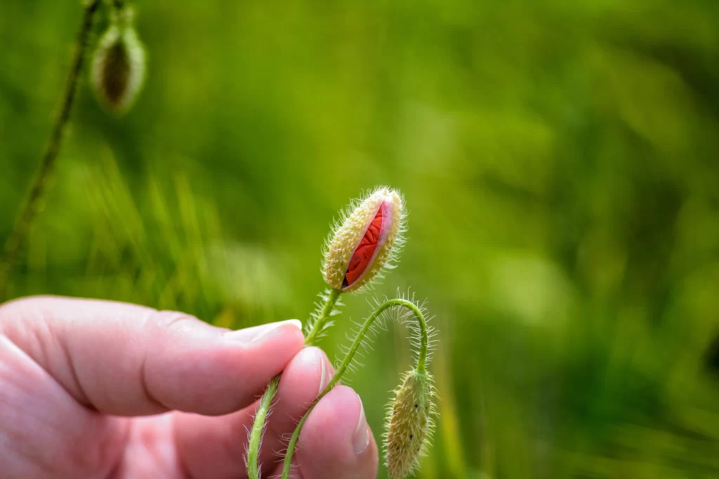 Red Corn Poppy Bud Green warm Grass