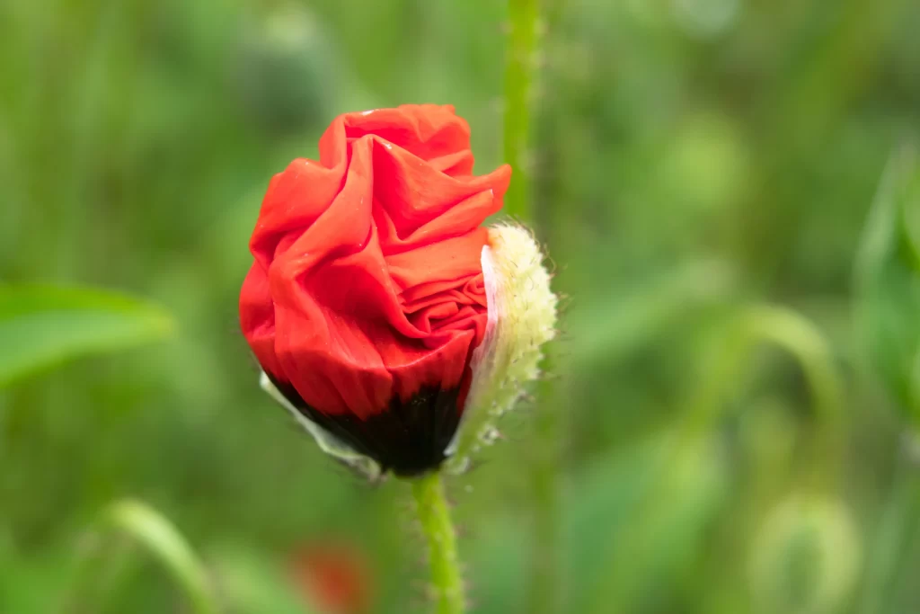 Red Corn Poppy Bud Petals Green warm Background
