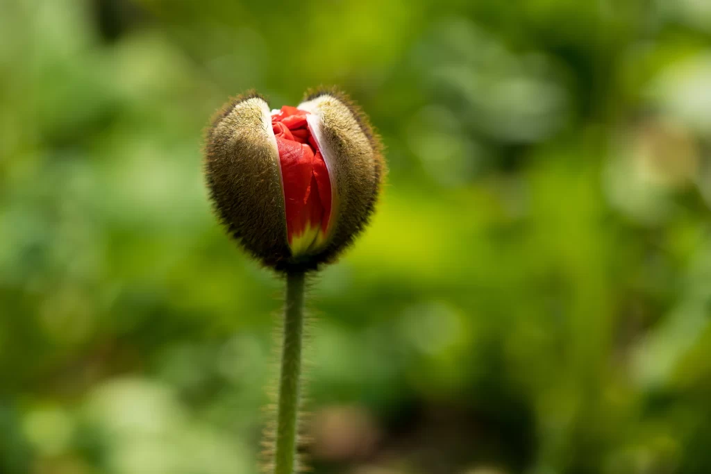 Red Corn Poppy Bud Petals Green warm Background