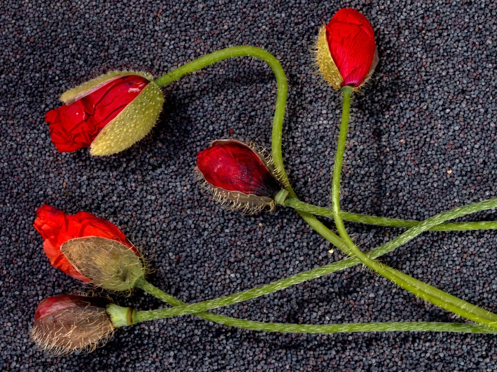 Red Corn Poppy Bud Petals Green Stems Dark Background