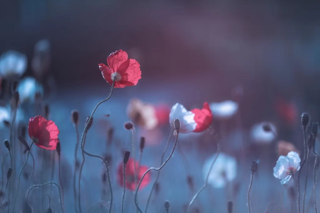 Red Corn Poppy Delicate Petals Blurred Background