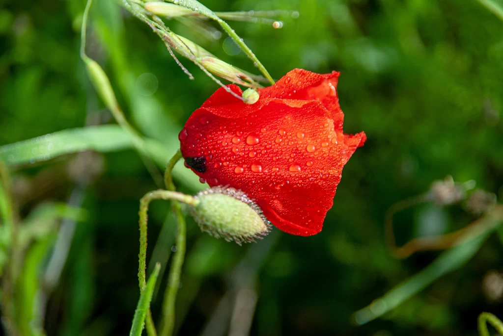 Red Corn Poppy Dewdrops Petals Greenery