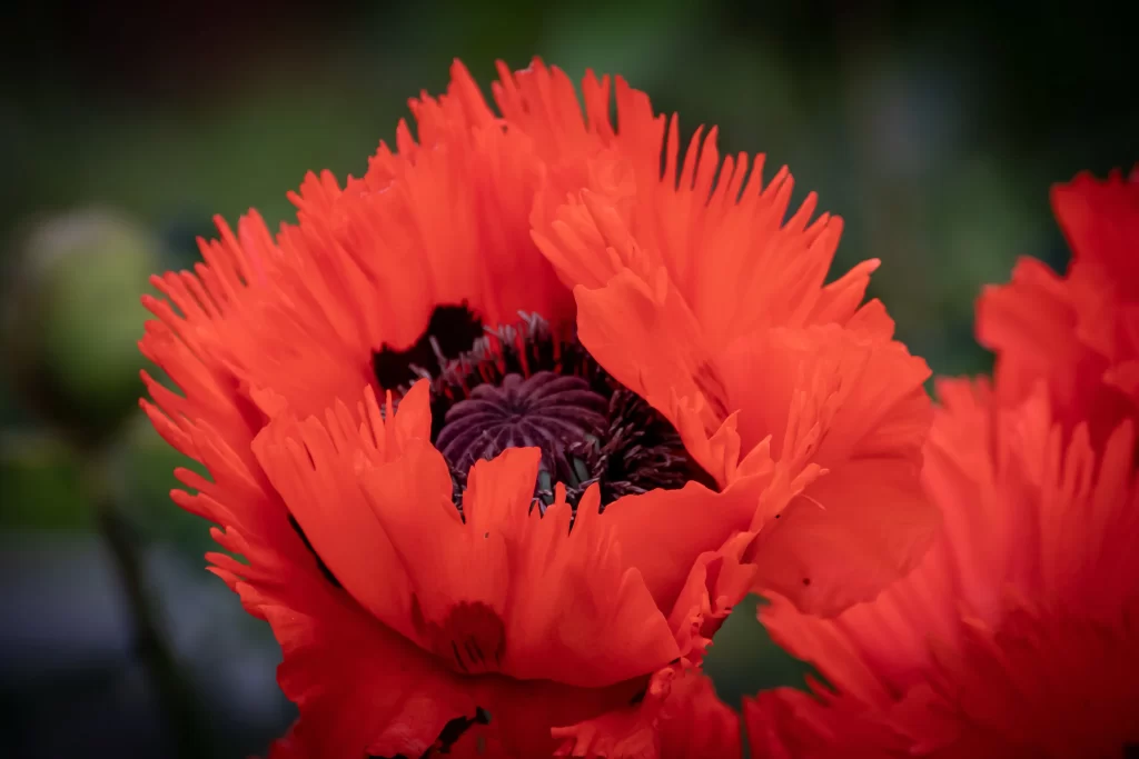 Red Corn Poppy Fringed Petals Dark Center