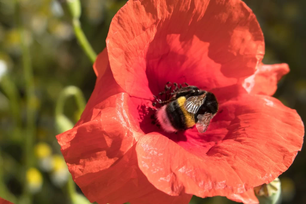 Red Corn Poppy Petals Bee