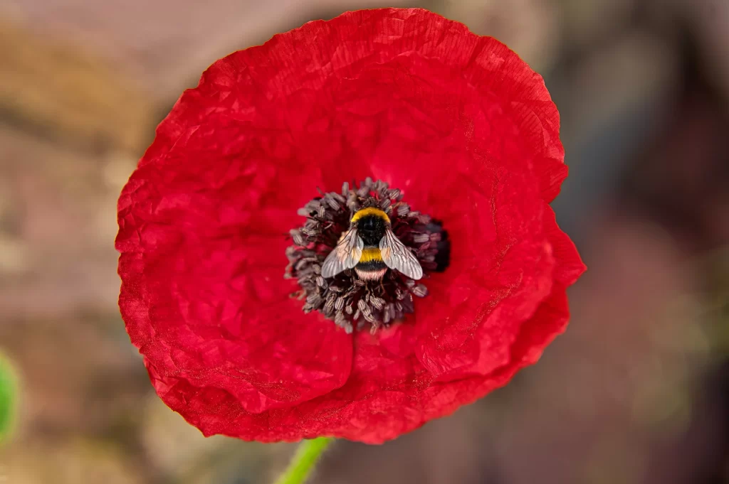 Red Corn Poppy Petals Bee Center