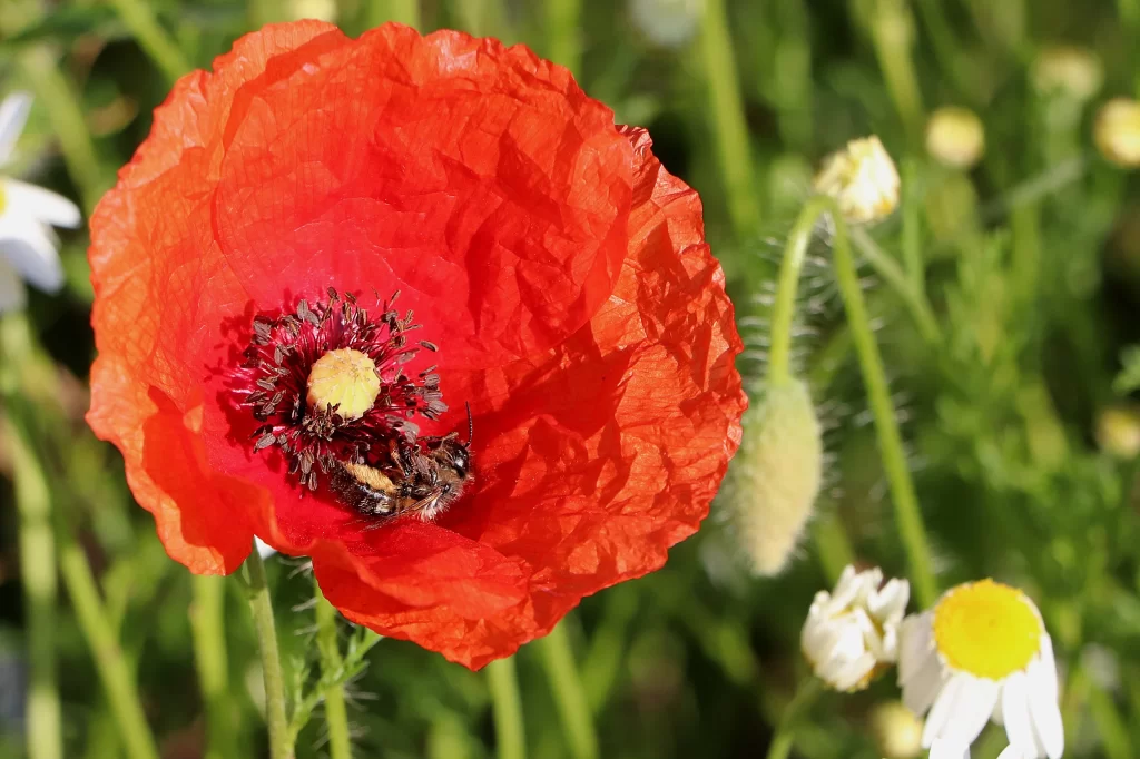 Red Corn Poppy Petals Bee warm Center