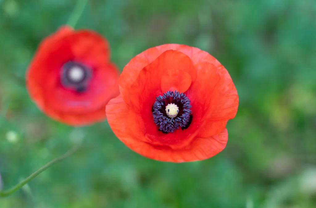 Red Corn Poppy Petals Black Center Green warm Background