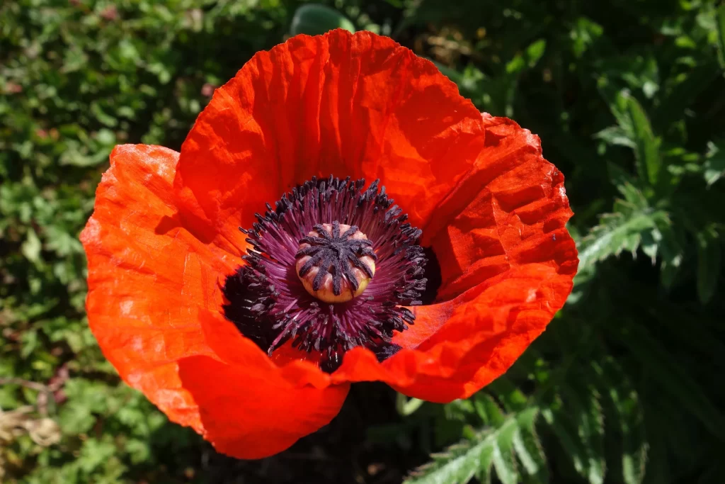 Red Corn Poppy Petals Black Center Sunlit