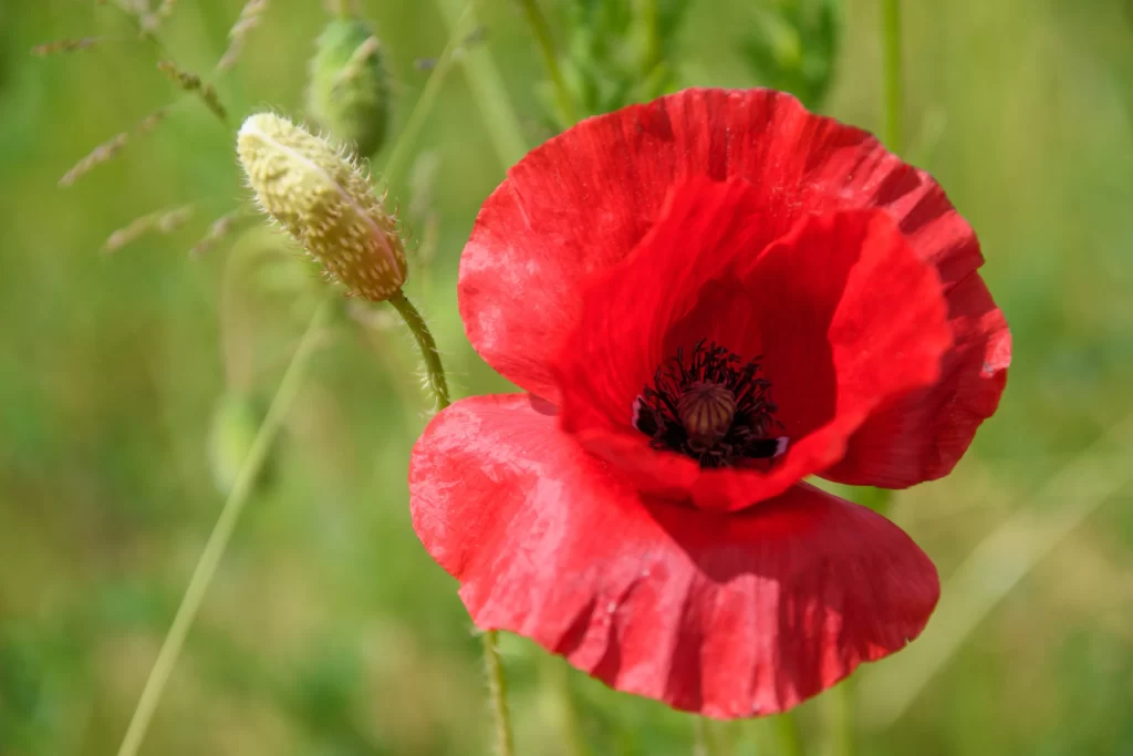 Red Corn Poppy Petals Black Center Green Stalk
