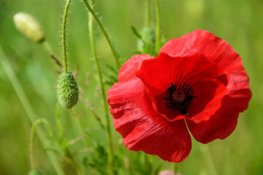 Red Corn Poppy Petals Black Center Green warm Stems