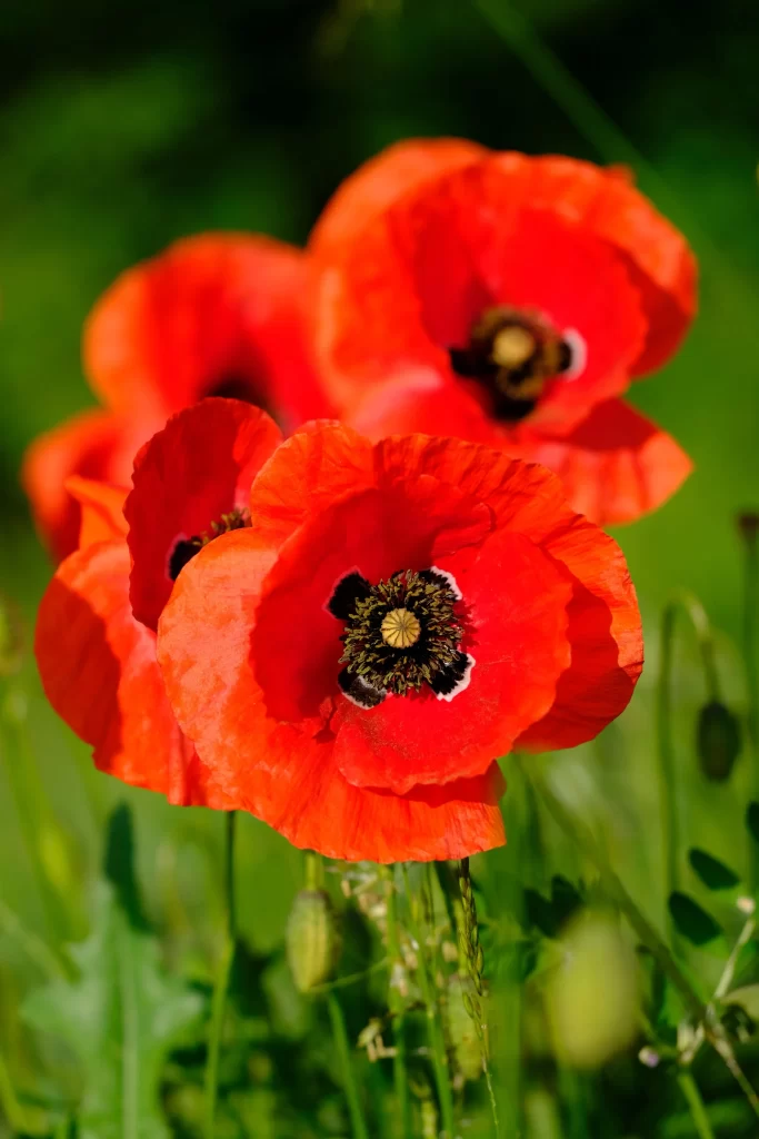 Red Corn Poppy Petals Black Center Green warm Background