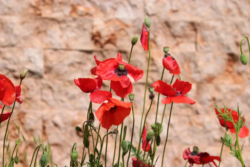 Red Corn Poppy Petals Black Center Stems Stone Wall