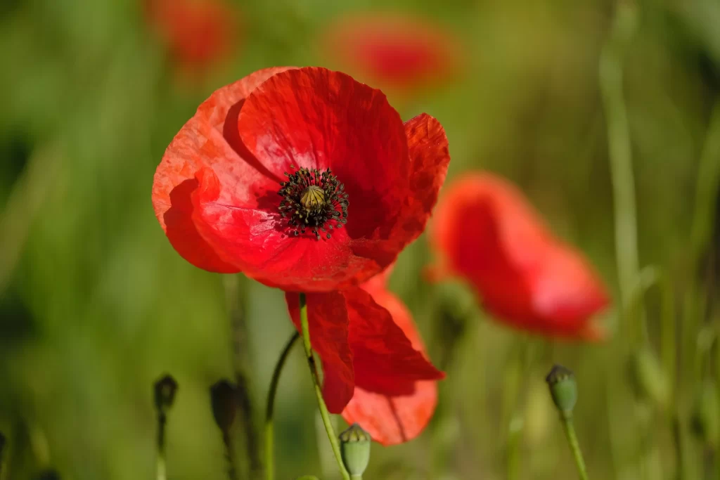Red Corn Poppy Petals Black Center Green warm Stems