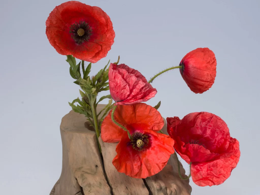 Red Corn Poppy Petals Black Center Stalk
