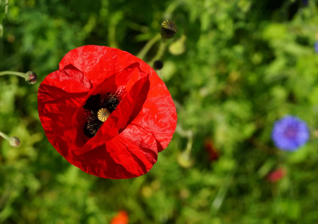 Red Corn Poppy Petals Black Center Green warm Background