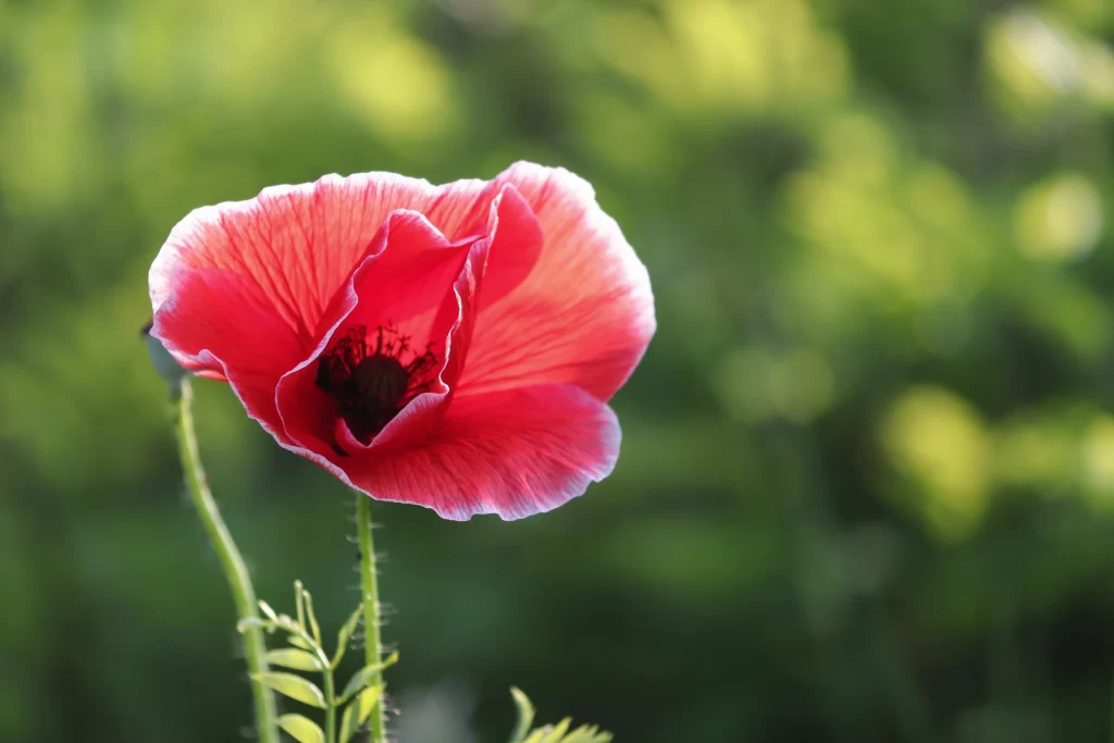 Red Corn Poppy Petals Black Center Green warm Background