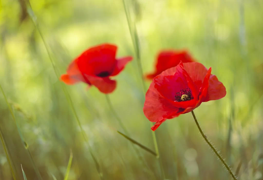 Red Corn Poppy Petals Black Center Green warm Background