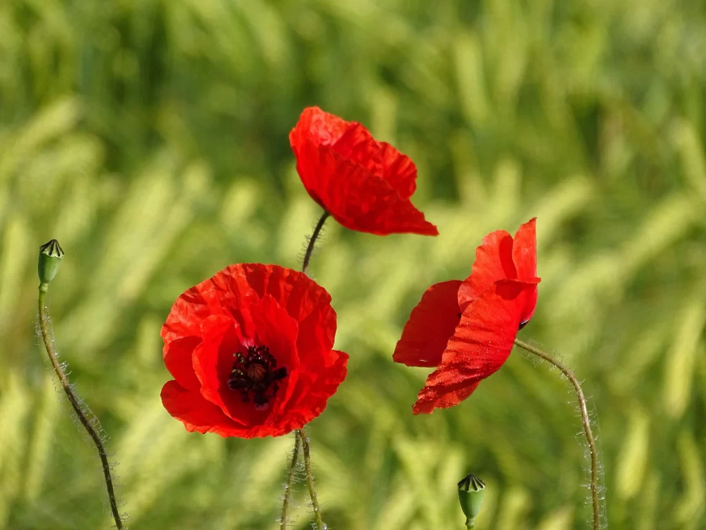 Red Corn Poppy Petals Black Center Green warm Stems