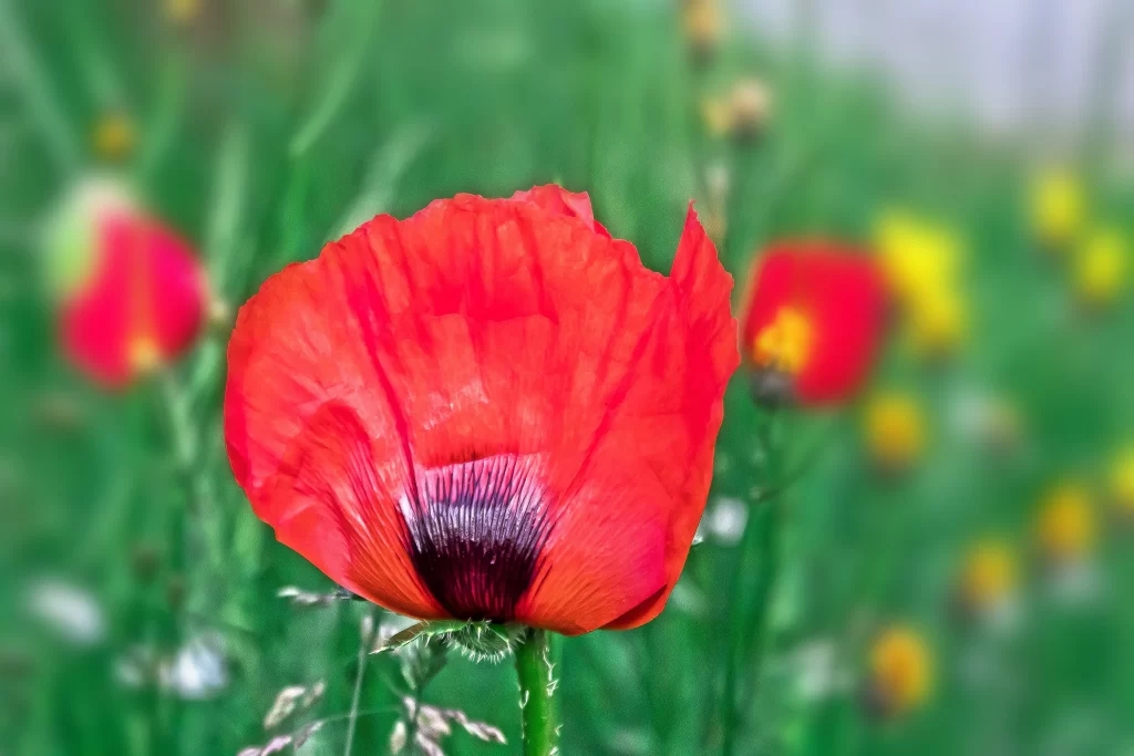 Red Corn Poppy Petals Black Center Green warm Background