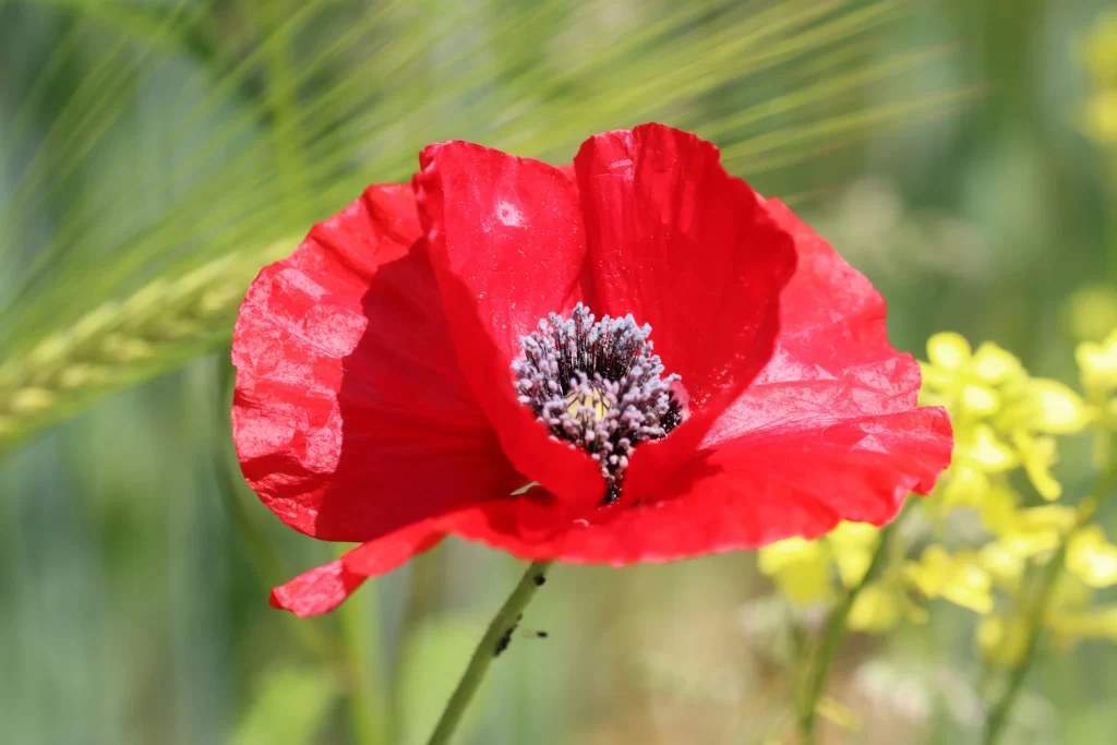 Red Corn Poppy Petals Black Center Green warm Background