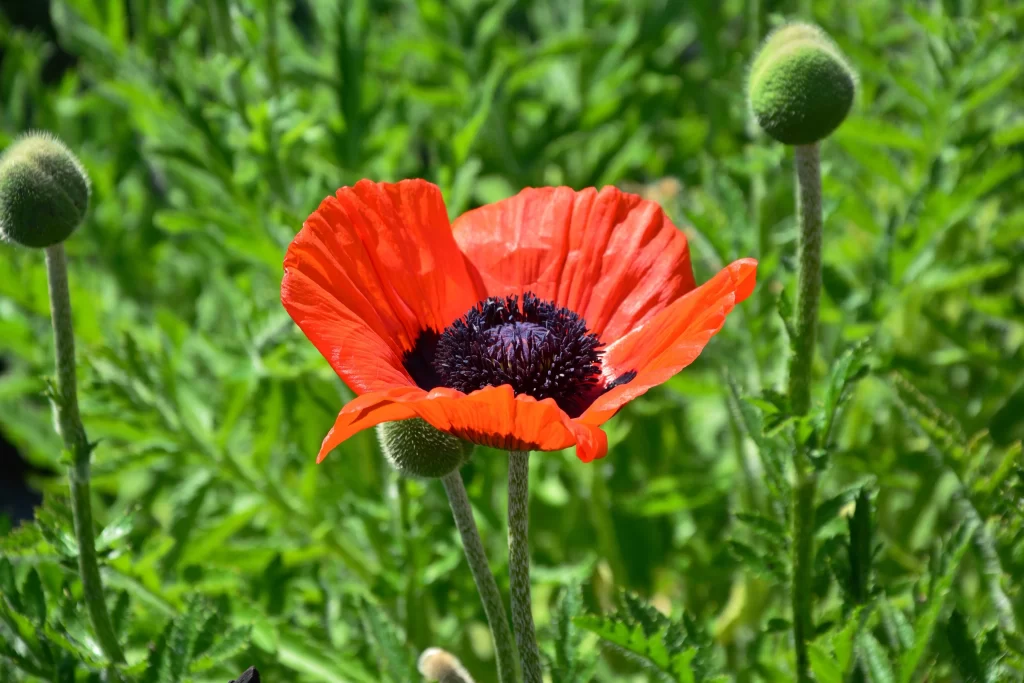 Red Corn Poppy Petals Black Center Green warm Stems