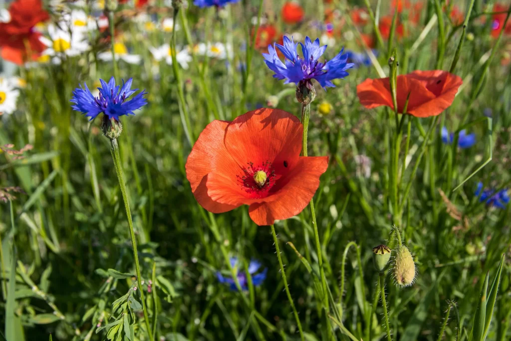 Red Corn Poppy Petals Blue Cornflower Green Stalks